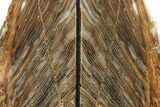 Polished Petrified Wood Bookends - Washington #240774-2